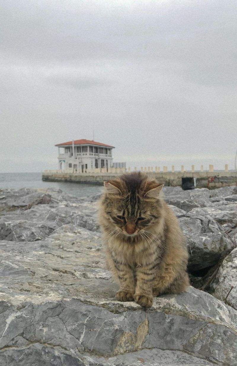 ねこやど保護シェルター 10