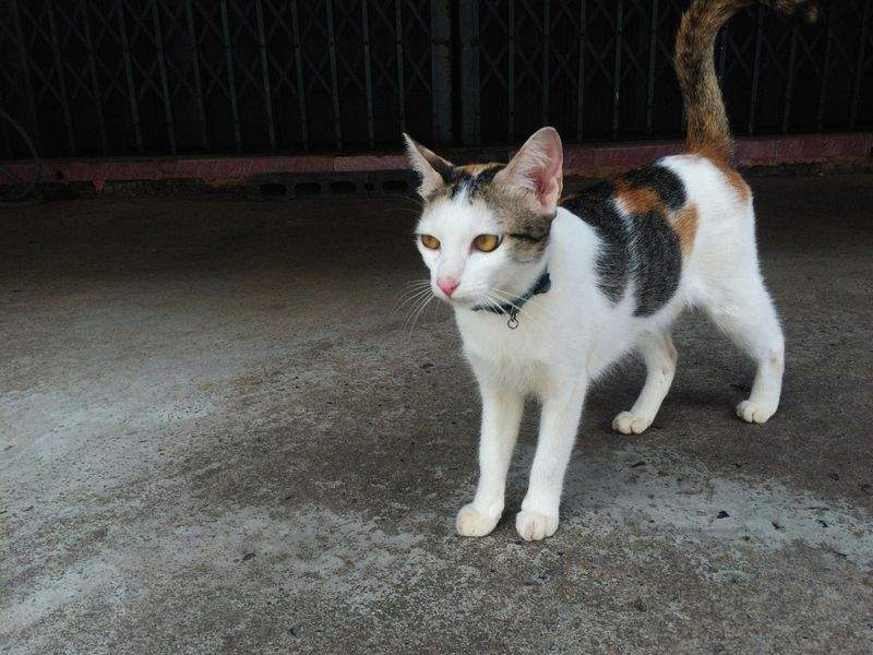 ねこやど保護シェルター 13