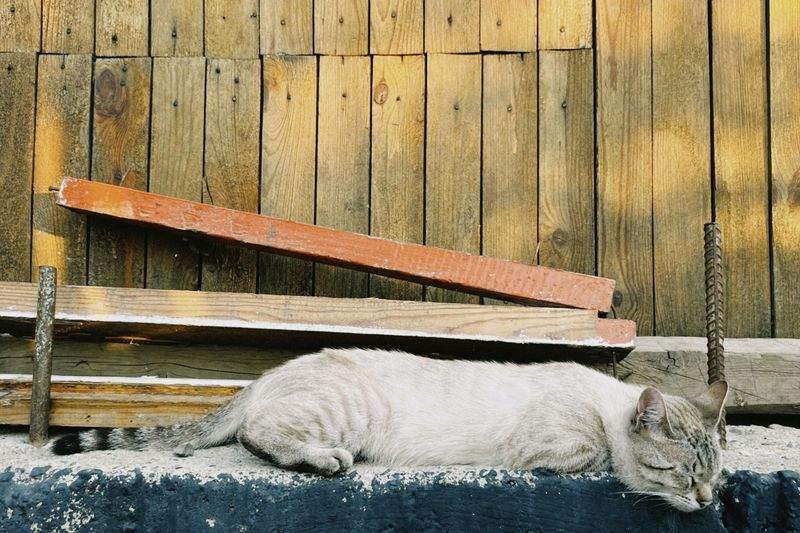 ねこやど保護シェルター 2