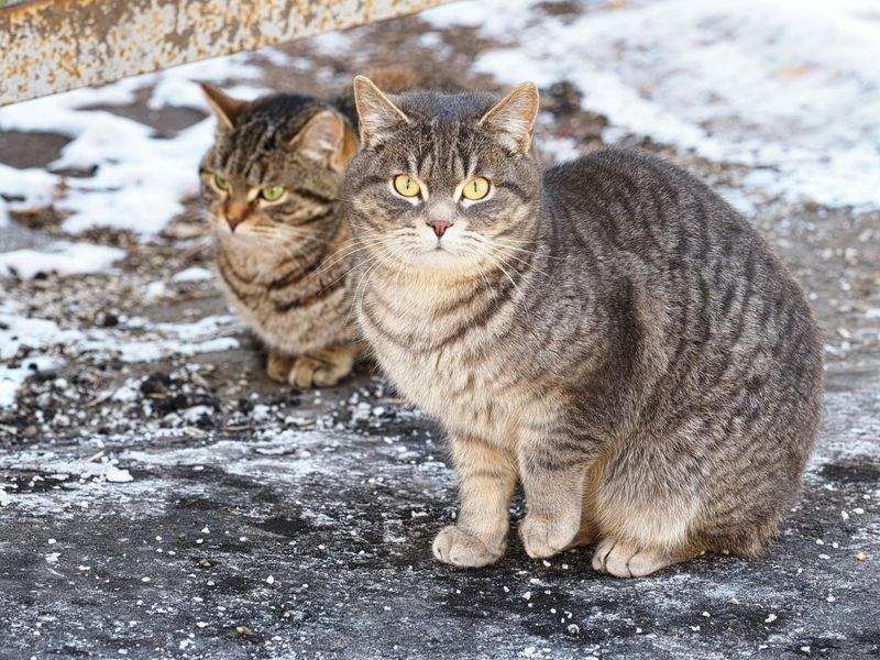 ねこやど保護シェルター 4