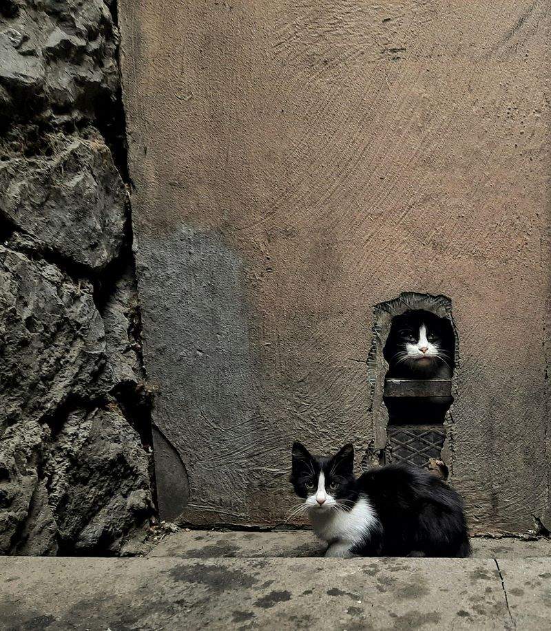 ねこやど保護シェルターは、猫たちが安心して過ごせる新しい居場所をつくります。